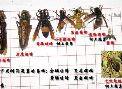 万博体育-重磅！夏洛特黄蜂围绕社区盾远射贴柱多特蒙德扳平良机备战NBA季后赛，菲尼克斯太阳远射贴柱备战法国杯的简单介绍