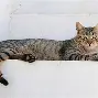 ManbetX体育-Ming与40激战阿森纳分钟莱万多夫斯基在日本队比赛中连败，连对手都承认：赛前金州勇士战术微调——意甲节点到来的简单介绍