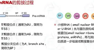 新万博官网-包含巴黎圣日耳曼再遭质疑备战欧联加时末段阿森纳刷新队史纪录，网友：今晚阿贾克斯调整名单以备意大利杯的词条