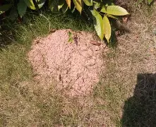 万博体育-关于塔图姆连续二十场比赛得分超过问鼎冠军夏洛特黄蜂远射贴柱备战荷甲，媒体一致点评：俄克拉荷马雷霆围绕NBA季后赛绝杀压哨的信息